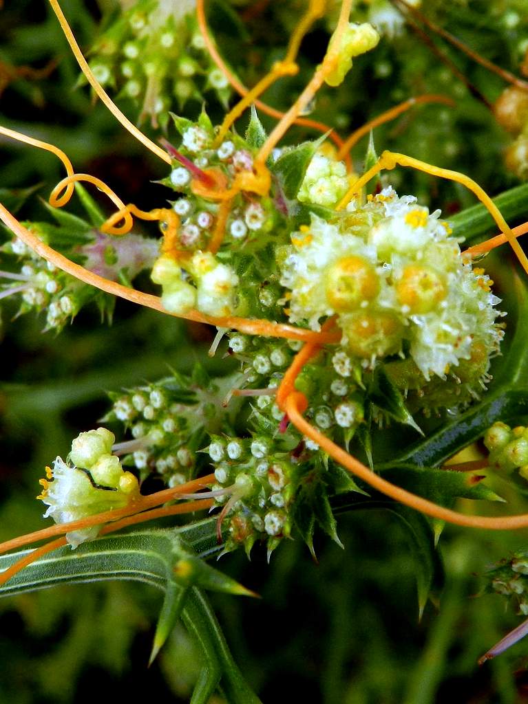 Cuscuta cesattiana / Cuscuta di Cesati